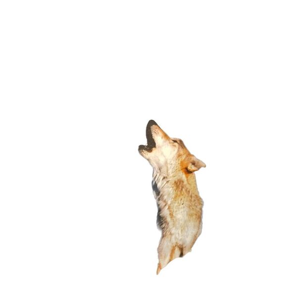 GET A LIFE Men’s Wolf Moon Howl T-Shirt Sz 2XL Long Sleeve Graphic Front/Back - Picture 2 of 5